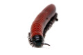 Centrobolus annulatus Mozambique adult